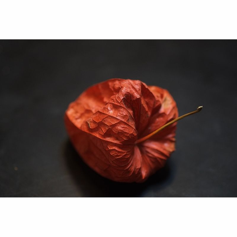 fujifilm-fujinon-xf-60mm-f-2-4-r-macro-21250-737-415