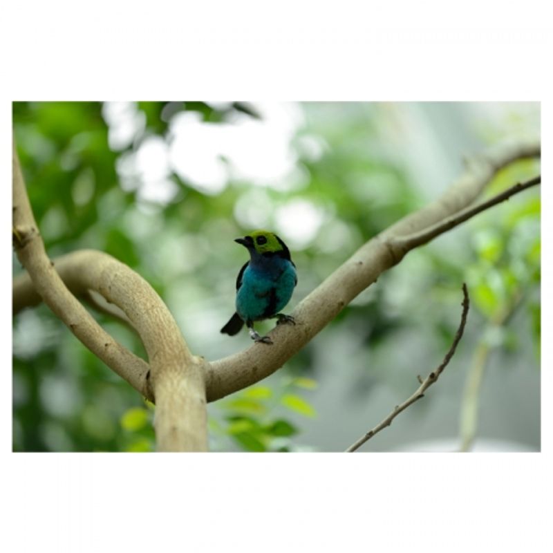 nikon-af-s-nikkor-70-200mm-f-4g-ed-vr-24181-4
