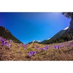 samyang-8mm-f3-5-canon-csii-24228-4
