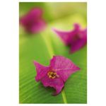 tamron-60mm-f-2-sp-di-ii-macro-1-1-canon-rs50608418-1-63368-5