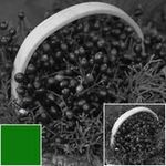 hoya-filtru-green-x1-67mm-hmc-rs102119-64067-4