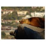 sony-aparat-foto-dsc-hx400--20-4mpx--zoom-optic-50x-rs125011121-7-65880-12