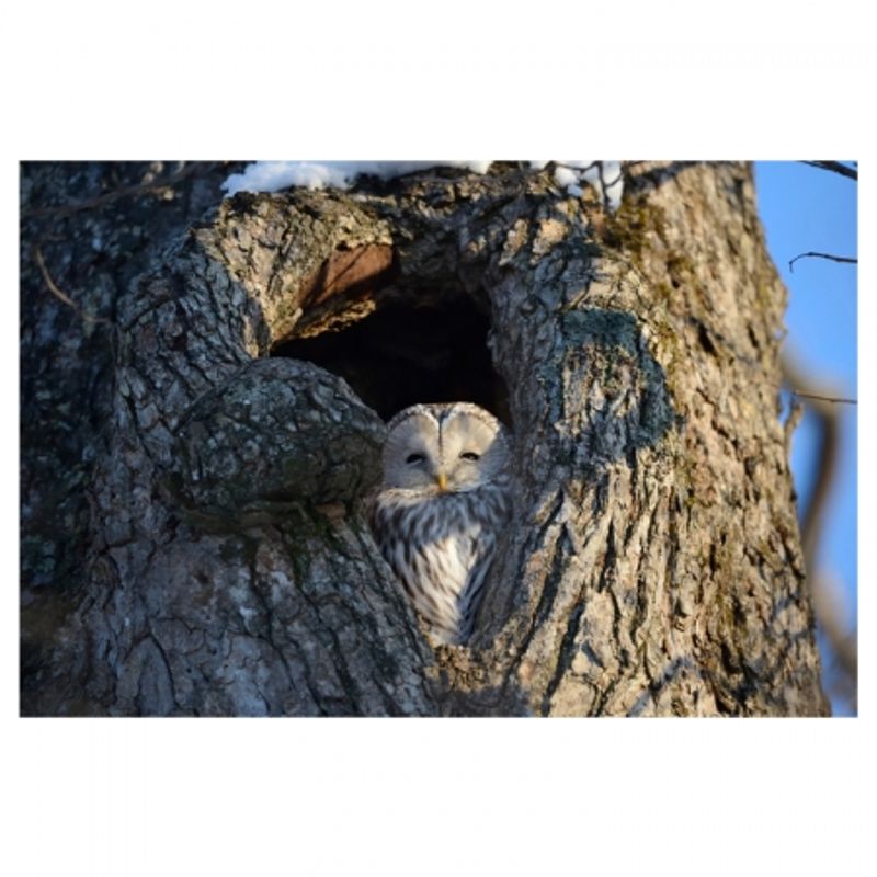 nikon-af-s-nikkor-800mm-f-5-6e-fl-ed-vr-25397-3
