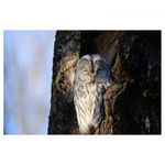 nikon-af-s-nikkor-800mm-f-5-6e-fl-ed-vr-25397-4