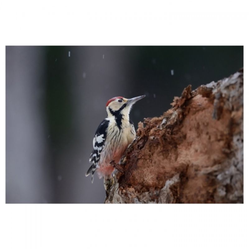 nikon-af-s-nikkor-800mm-f-5-6e-fl-ed-vr-25397-5