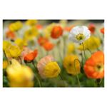 nikon-1-nikkor-32mm-f-1-2-negru-27512-7