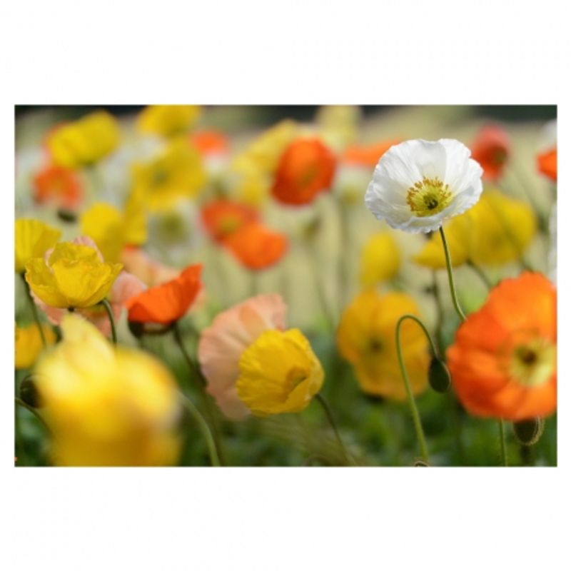 nikon-1-nikkor-32mm-f-1-2-negru-27512-7
