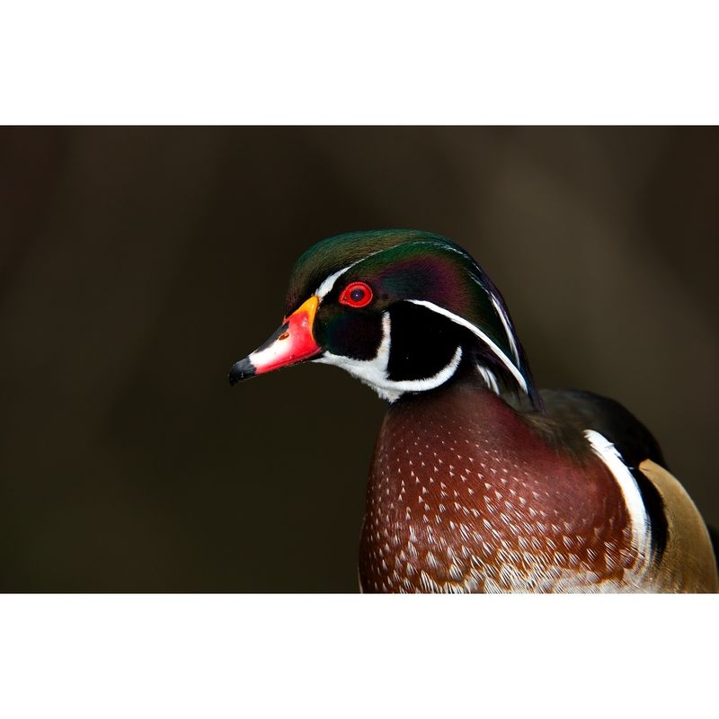 canon-1d-mark-iii-50mm-1-8-ii-sh6543-53721-861-98