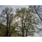 samyang-12mm-2-0-ncs-cs-montura-fujifilm-x-33010-6