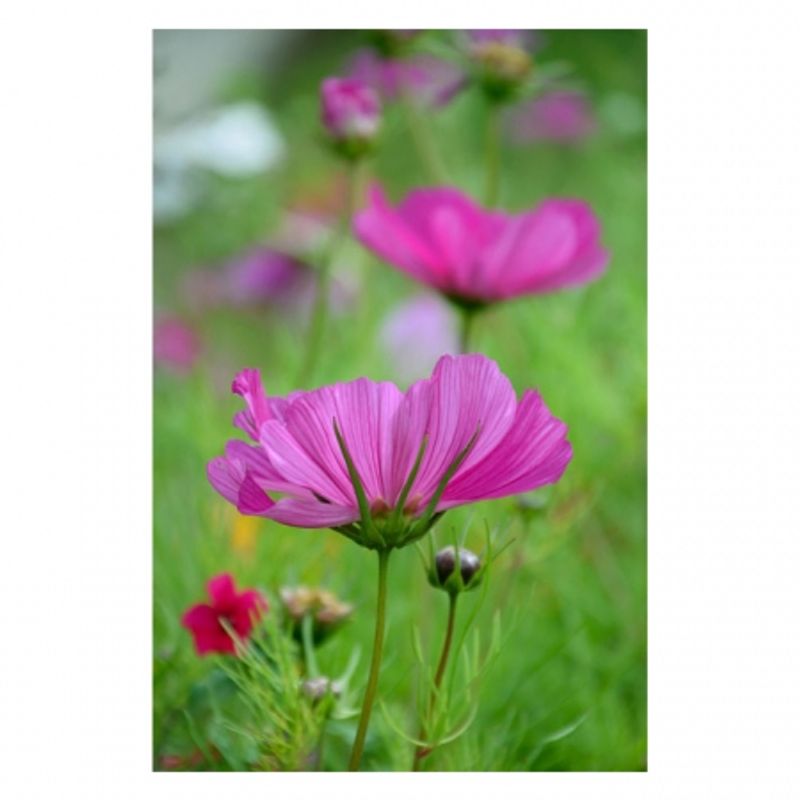 nikon-af-s-dx-nikkor-18-300mm-f-3-5-6-3g-ed-vr-33432-4