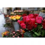 sony-distagon-t--fe-35mm-f-1-4-za-montura-sony-e--compatibil-ff--44378-479-298