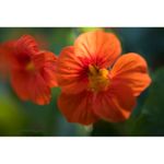 tamron-sp-35mm-f-1-8-di-vc-usd-montura-nikon-44783-21-717