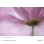 lensbaby-velvet-56-f-1-6-micro-4-3-51433-2-328