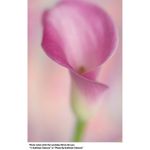 lensbaby-velvet-56-f-1-6-micro-4-3-51433-3-598