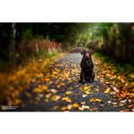 lensbaby-edge-50-optic-bloc-optic-50mm-f-2-8-pentru-sistemul-lensbaby-51497-3-503