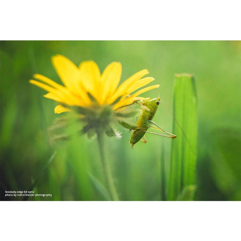 lensbaby-edge-50-optic-bloc-optic-50mm-f-2-8-pentru-sistemul-lensbaby-51497-4-444