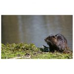 tamron-af-s-70-300mm-f-4-5-6-di-ld-macro-nikon-6476-13