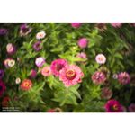 lensbaby-trio-28-montura-sony-e--compatibil-ff--57635-11-309