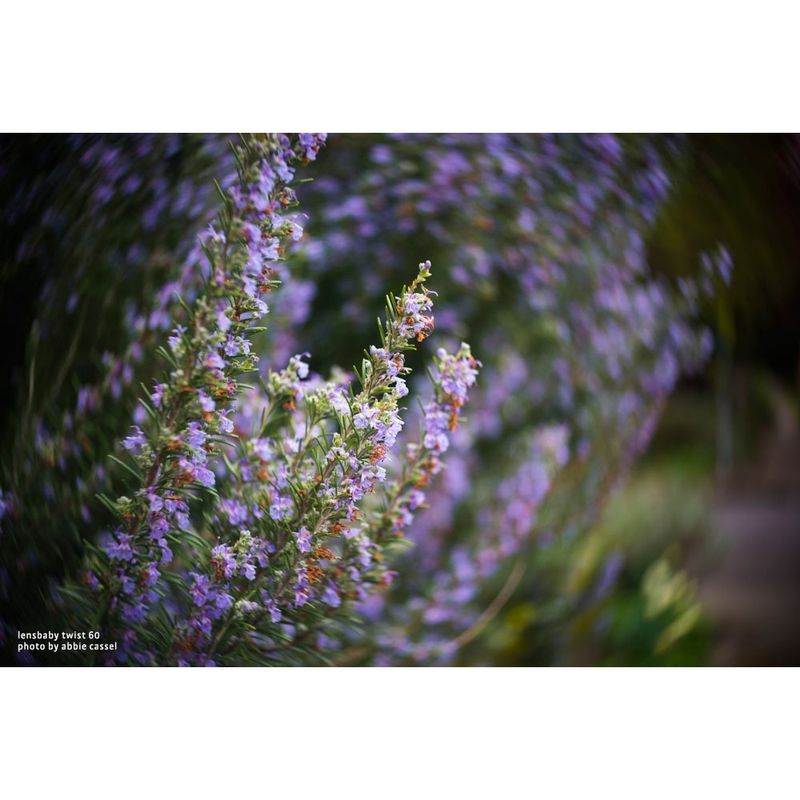 lensbaby-twist-60-nikon-50979-4-518