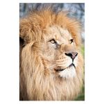 sh-canon-75-300-f4-5-6-iii---fara-is---sn-0411316168-43677-4