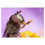 MicnovaKKS68settuburiextensieinelemacro12mm20mm36mmpentruSony