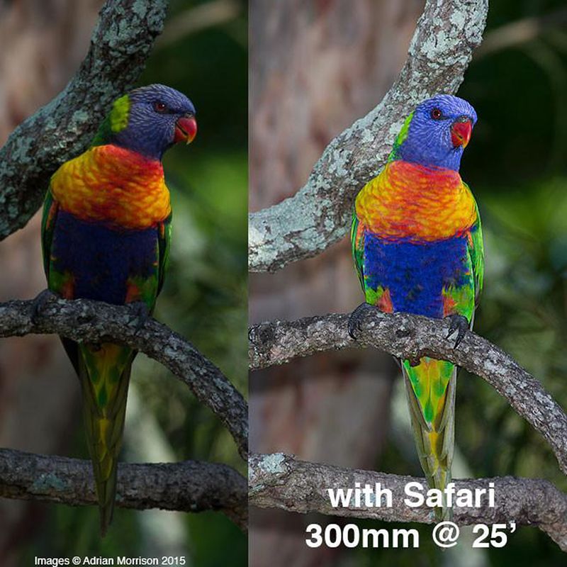 Rainbow-Lorikeet-Before-After