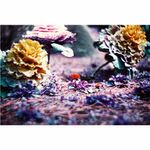 Lomography-Analogue-Duet-Pachet-de-2-Filme-Color-35mm-03