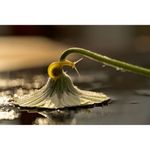 NikonZ105mmObiectivFotoMirrorless28VRmirrorless
