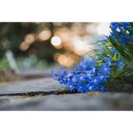 NikonZ50mmObiectivFotoMirrorless28VR