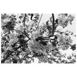 Adox-CHS-100-II-135-36-.4