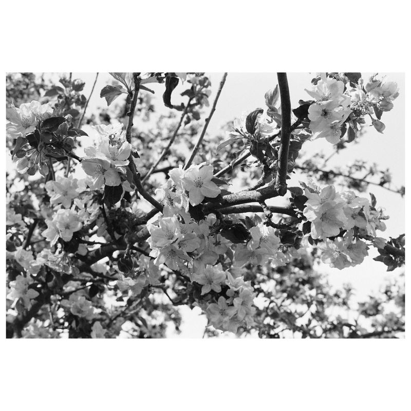 Adox-CHS-100-II-135-36-.4