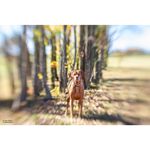LensbabyComposerPROIIcuDoubleGlassIIkitpentruCanonRF