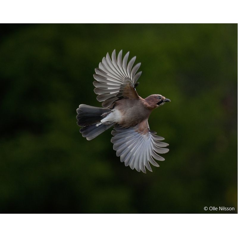 5.-Olle-Nilsson-Alpha-1-II-Sample-Image-Bird