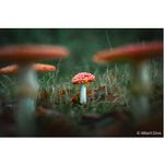 6.-SEL2870GM-Albert-Dros-Sample-Image-Mushroom