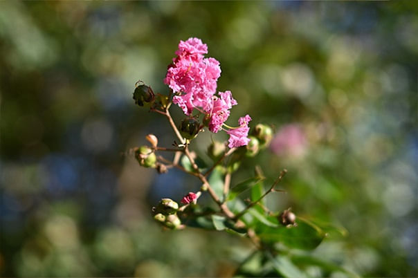 Nikon Z 40mm F2 SE.1
